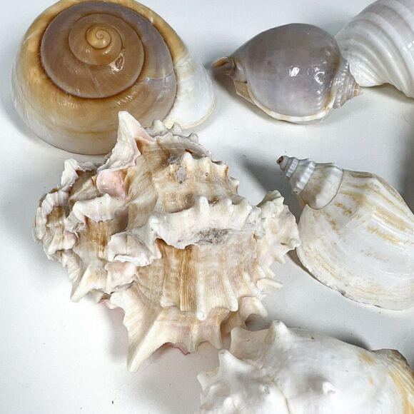 Lot of 10 Sea Shells - Various shapes and sizes - Picture 5 of 12